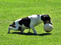 Ballspiel (1)v.webp