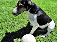 Ballspielv.webp