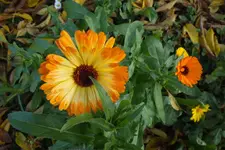 2013_1027Herbst0009 ringelblume.webp