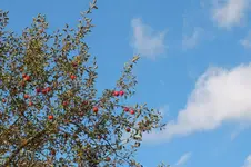 2013_1027Herbst0013.webp