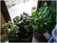 Hortensia.webp