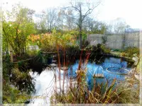 Teich.webp