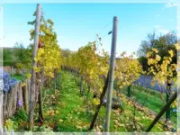 Wein.webp