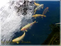 Koi (2).webp