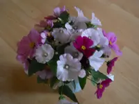 DSCN2649.webp