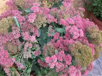 043.webp