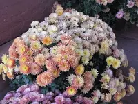 048.webp