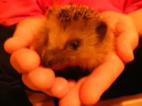 Igel2 28.10.2013.webp