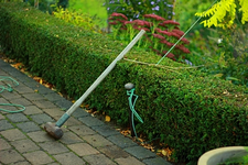 Goldrobinie angebunden_400.webp