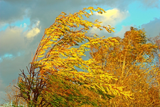 Krone will wegbrechen_600.webp