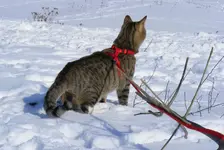 00002325.webp