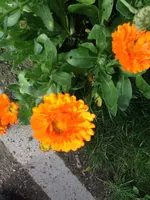193.webp