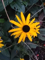 188.webp