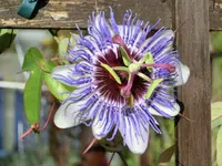 CIMG6003.webp