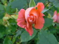 CIMG6007.webp