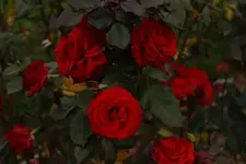 ros.webp
