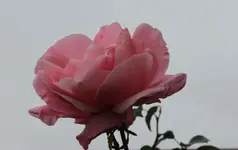 rose v2.webp