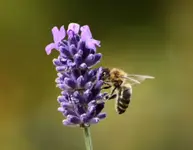 Biene Lav 29.10.webp