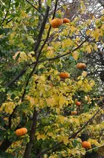 DSC_5752.webp