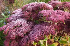 2013_1030Herbst0007.webp