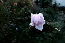 newdawn.webp