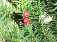 SAM_2401.webp