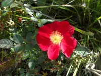 SAM_2388.webp