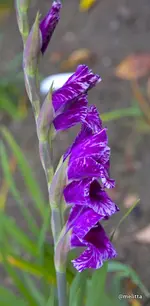 IMG_9762-001.webp