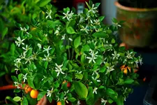 Orangenblüte_1024.webp