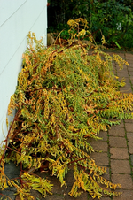 die gekappte Krone_500.webp