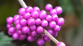 DSCN5973.webp