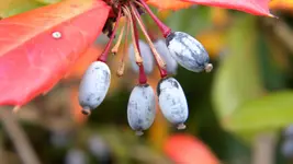 DSCN5978.webp