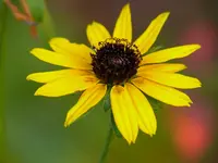 Rudbeckia.webp