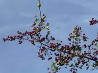 P1060580.webp