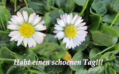 habt einen schoenen Tag.webp