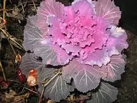 Bild 7151.webp