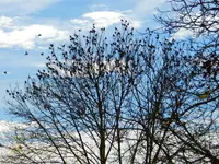 Stare_1273.webp