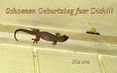 Gecko v.webp