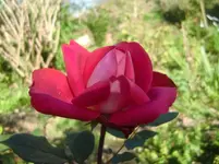 CIMG3203.webp