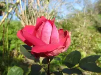 CIMG3204.webp