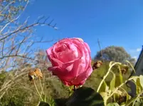 CIMG3206.webp