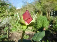 CIMG3207.webp