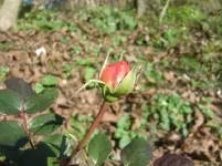 CIMG3210.webp
