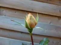 CIMG3228.webp