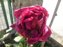 CIMG3246.webp