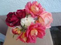 CIMG3248.webp