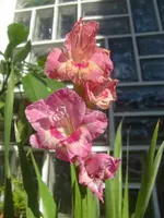CIMG3202.webp
