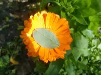 CIMG3215.webp