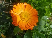 CIMG3216.webp