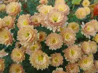 CIMG3243.webp